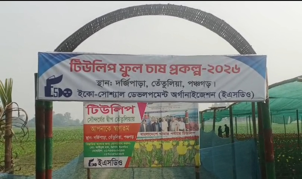 পঞ্চগড়ে টিউলিপ চাষ।