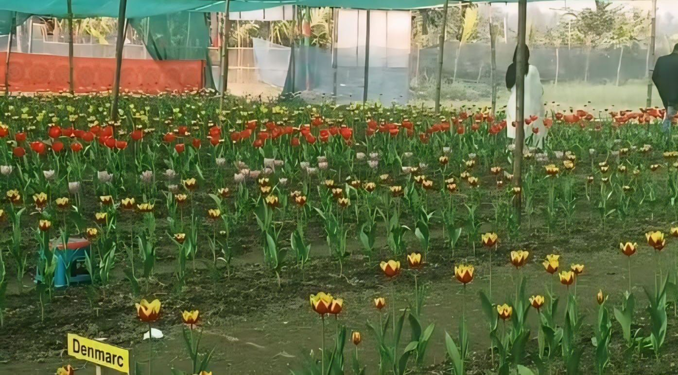 পঞ্চগড়ে টিউলিপ চাষ।