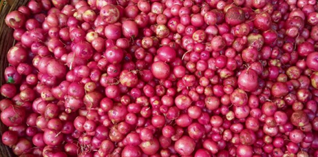 আলুর দাম একলাফে কমলো ২০০ টাকা