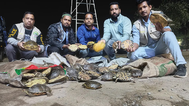 বিপুল পরিমাণ কচ্ছপ জব্দ  করেছে বন্যপ্রাণী অপরাধ দমন ইউনিট