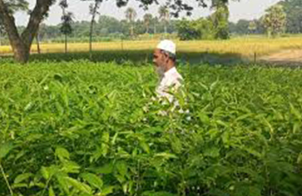 দেশীয় পাটের বীজ উৎপাদন করে চমক দেখালেন কৃষক মুক্তার