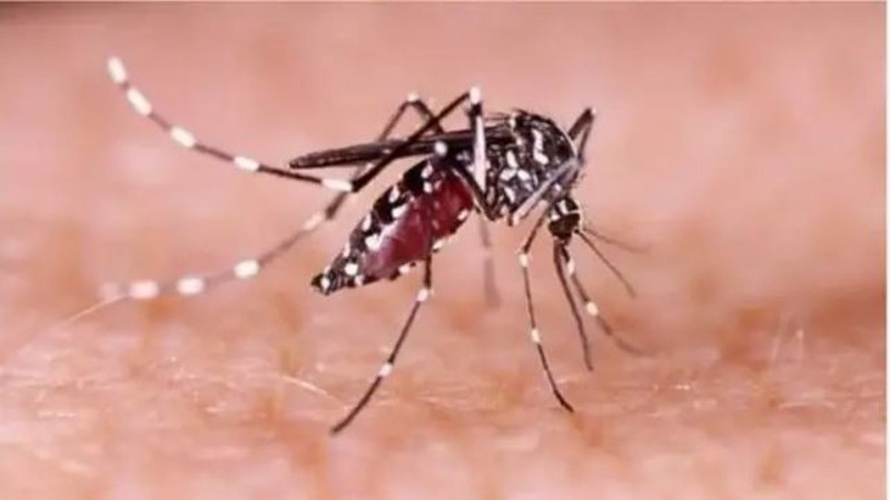 ডেঙ্গুতে আক্রান্ত হয়ে হাসপাতালে ভর্তি ৫১ রোগী