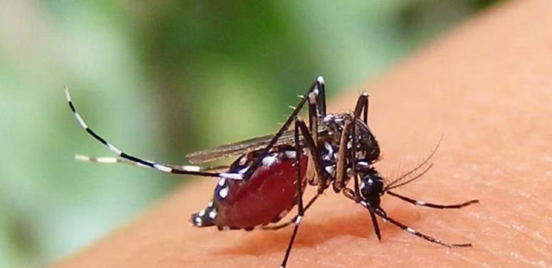 ডেঙ্গু আক্রান্ত হয়ে আরও ৫ জনের মৃত্যু