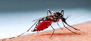 ডেঙ্গুতে ৫ জনের মৃত্যু