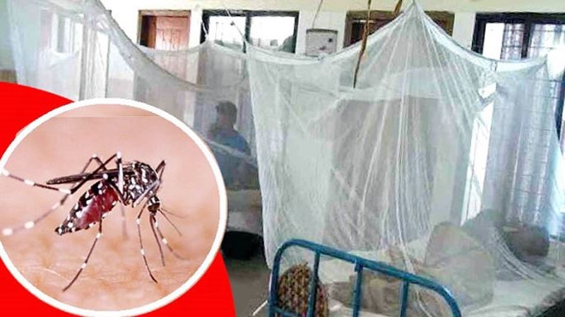 ৩১ দিনে ডেঙ্গুতে ১০ মৃত্যু
