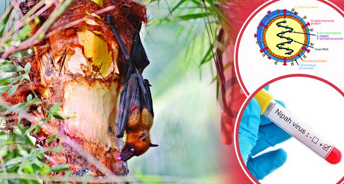 নিপাহ ভাইরাসে ৫ জনের মৃত্যু
