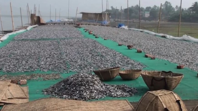 হবিগঞ্জে শুটকি উৎপাদন হুমকিতে
