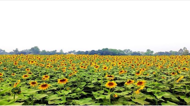 বাড়ছে সূর্যমুখীর চাষ