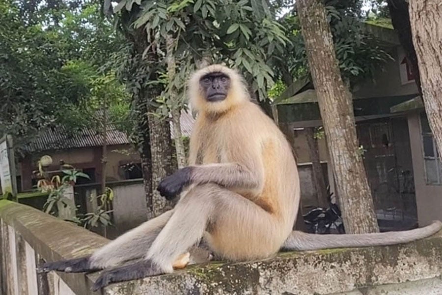 রাজবাড়ীতে একাই ক্লিনিকে উপস্থিত অসুস্থ হনুমান