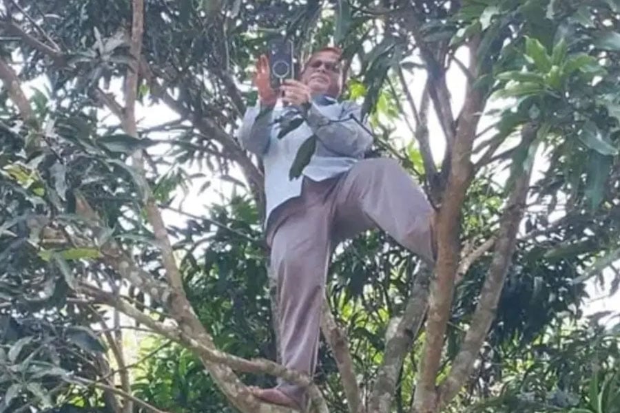 আমগাছে উঠে অনলাইনে হাজিরা দিলেন প্রধান শিক্ষক