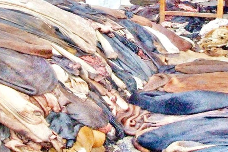 চামড়া সংরক্ষণে অবহেলা ছড়াতে পারে বিষাক্ত ক্রোমিয়াম