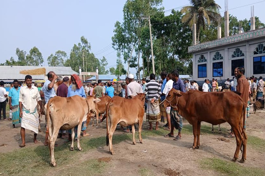 হাট ভরা গরু, ক্রেতার দেখা নেই