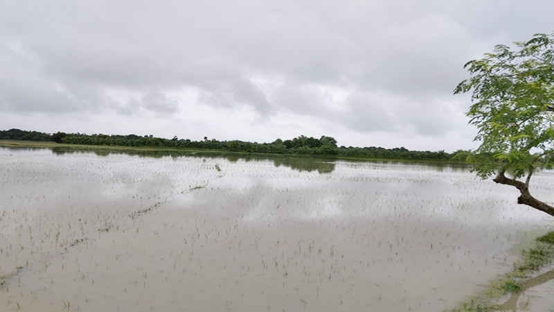 টানা বৃ‌ষ্টিপাত, দুঃ‌চিন্তায় কৃষক