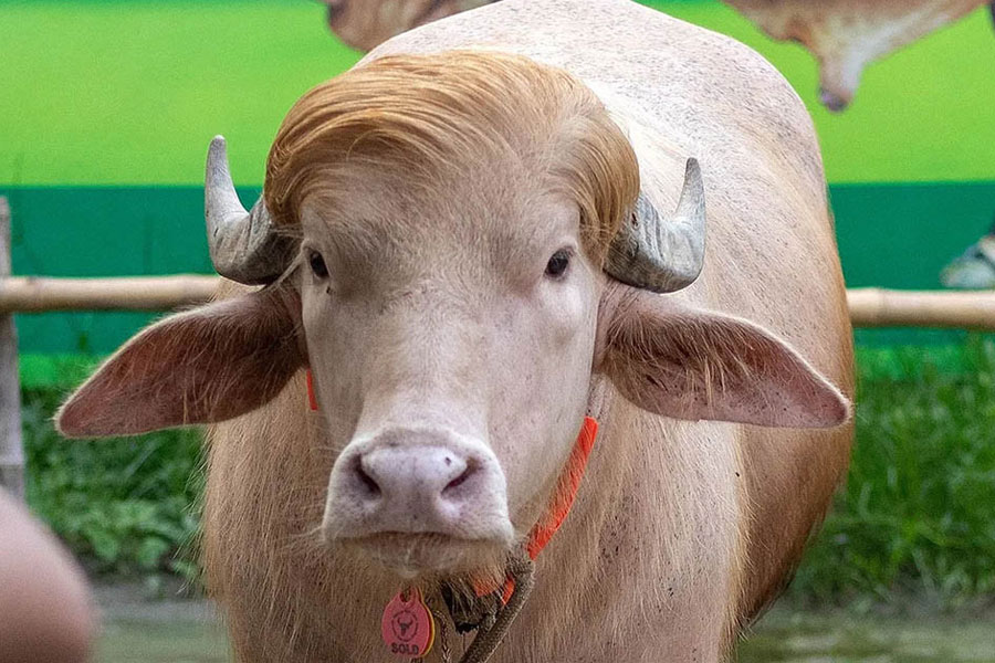 রয়টার্সে জায়গা করে নিল ঢাকার মহিষ!