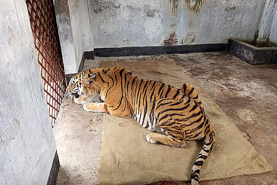 নজরদারি করা হবে সেই বাঘিনীকে