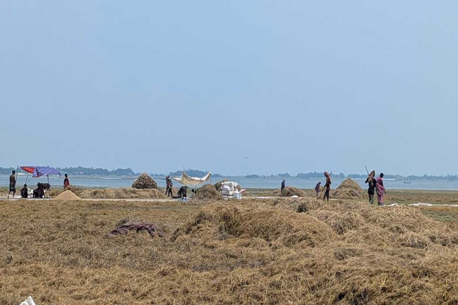 হাওরাঞ্চলে গোখাদ্য নিয়ে শঙ্কায় কৃষকরা