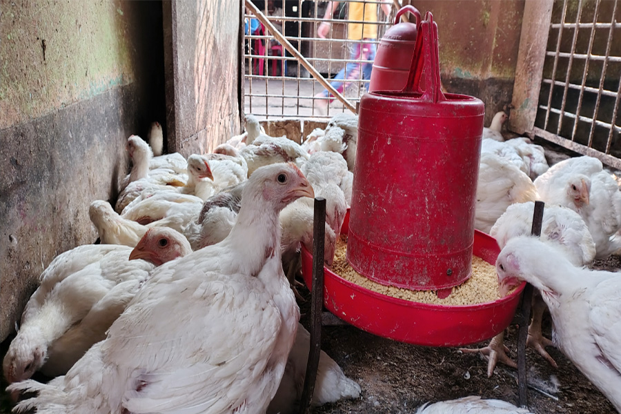 ব্রাহ্মণবাড়িয়ায় সাদা পোল্ট্রি মুরগি বিক্রি হচ্ছে ২২০ টাকায়