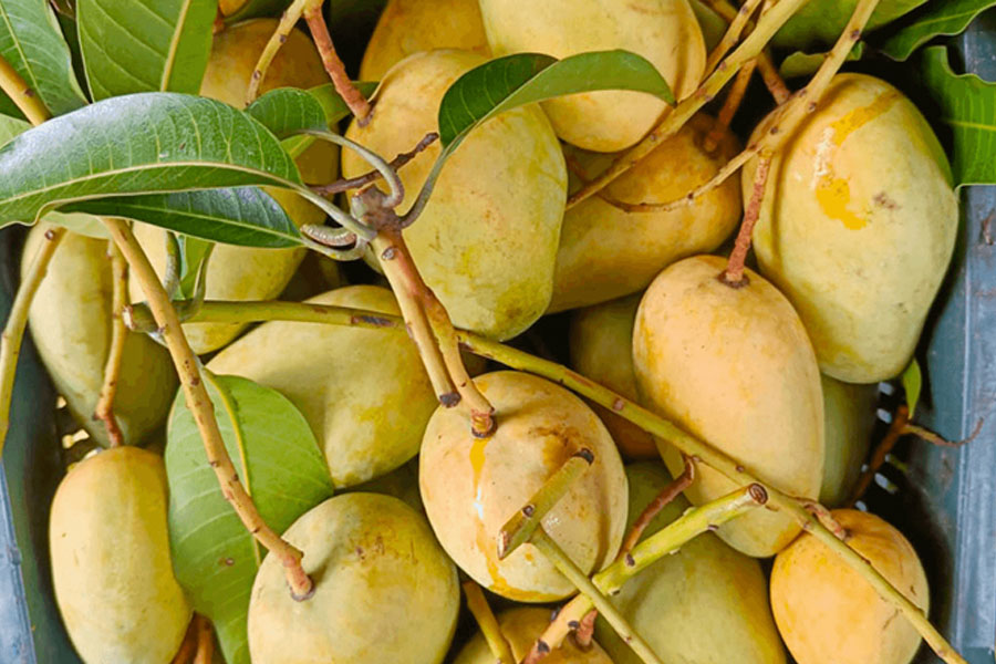 বাজারে গিয়ে ভালো আম চিনবেন যেভাবে