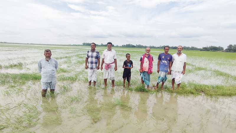 স্লুইসগেটের পানি ছাড়ায় তলিয়ে গেছে ২০০ বিঘা জমির আমন ধান