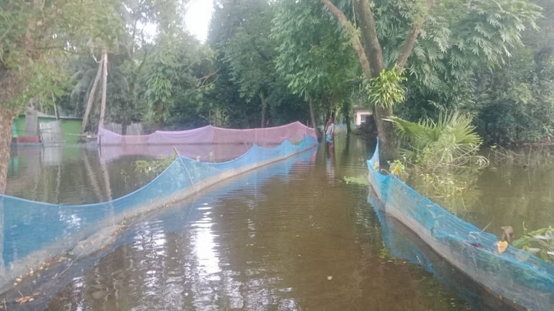 ফেনীতে বন্যায় ভেসে গেছে ৫ কোটি টাকার মাছ
