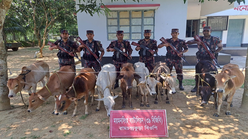 শেরপুর সীমান্তে বিজিবির অভিযানে ভারতীয় ৯ গরু আটক