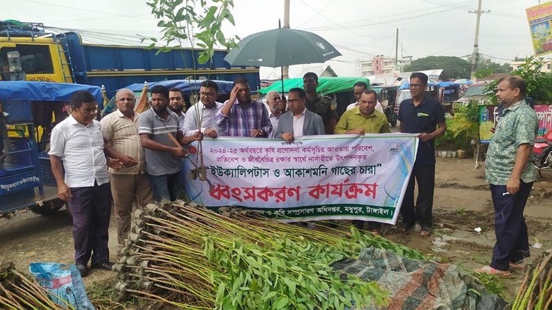 ইউক্যালিপটাস ও আকাশমনি চারা নিধন