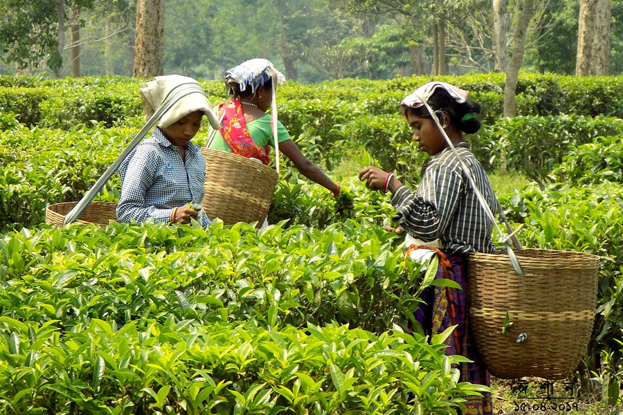 বিদ্যুতের লোডশেডিংয়ে নতুন সংকটে চা শিল্প