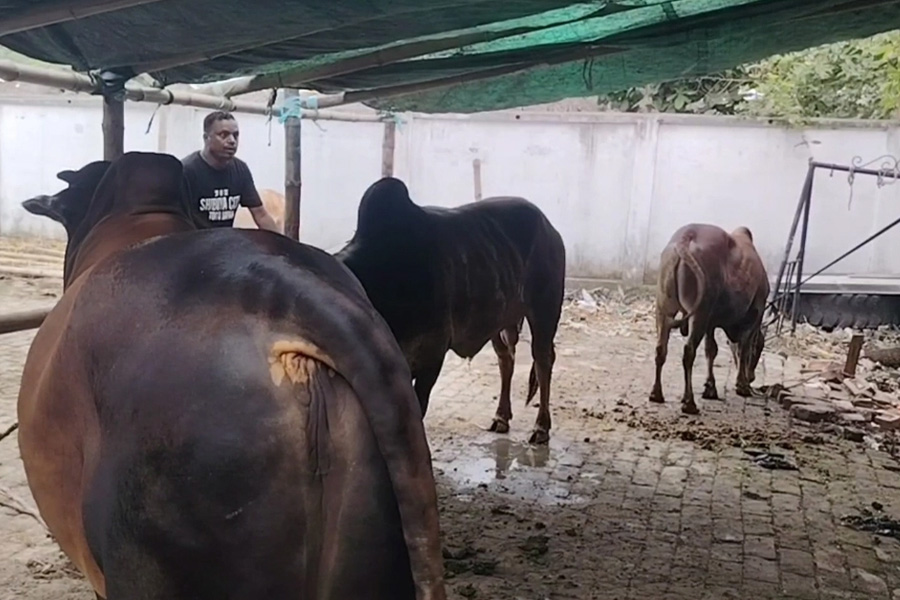 বেগম খালেদা জিয়ার রূহের মাগফিরাত কামনায় ৯টি গরু কোরবানির ঘোষণা