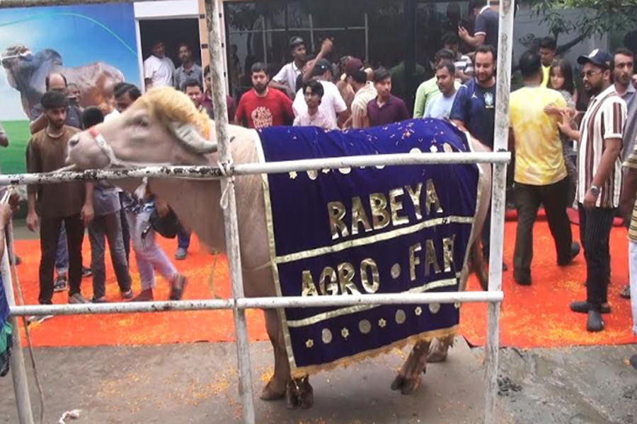 রাজকীয় আয়োজনে বিদায় ভাইরাল মহিষ ‘ডোনাল্ড ট্রাম্প’