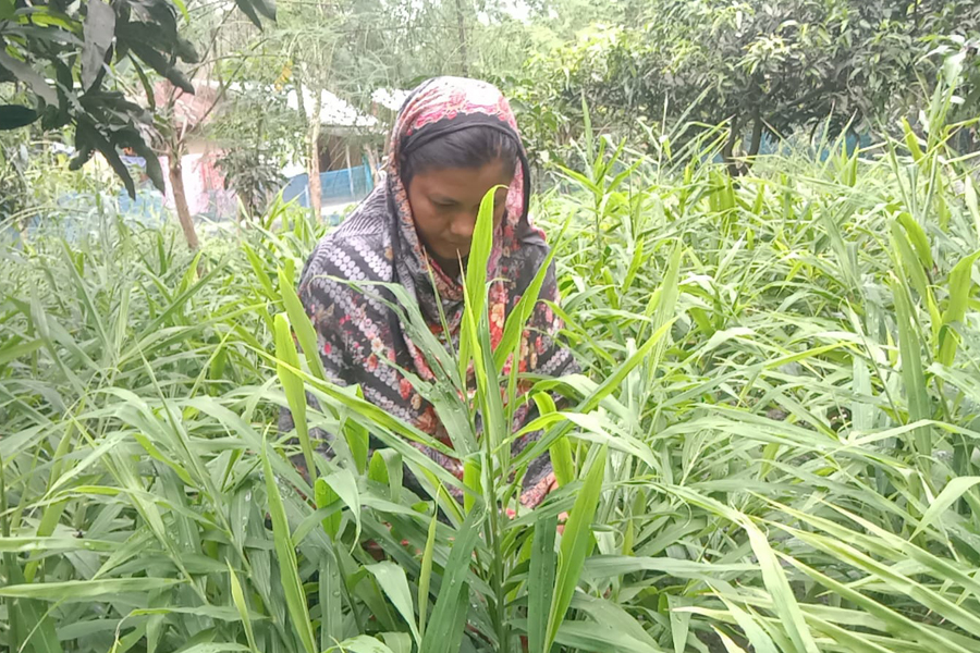 আদা চাষে বদলে যাচ্ছে চান্দোপাড়ার নারীদের জীবন