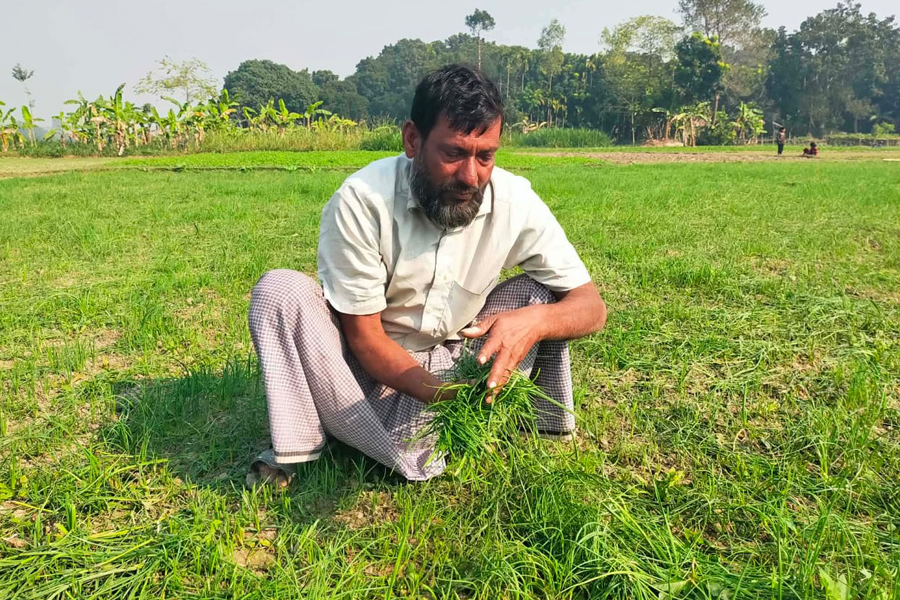 কৃষকের পেঁয়াজের চারা কেটে দিল দুর্বৃত্তরা