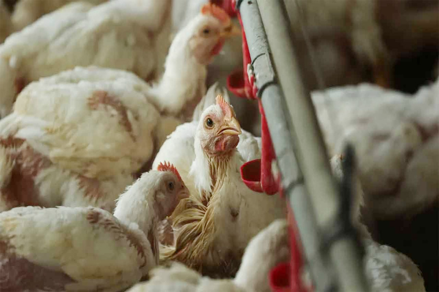 ইউরোপজুড়ে বার্ড ফ্লুর প্রাদুর্ভাব