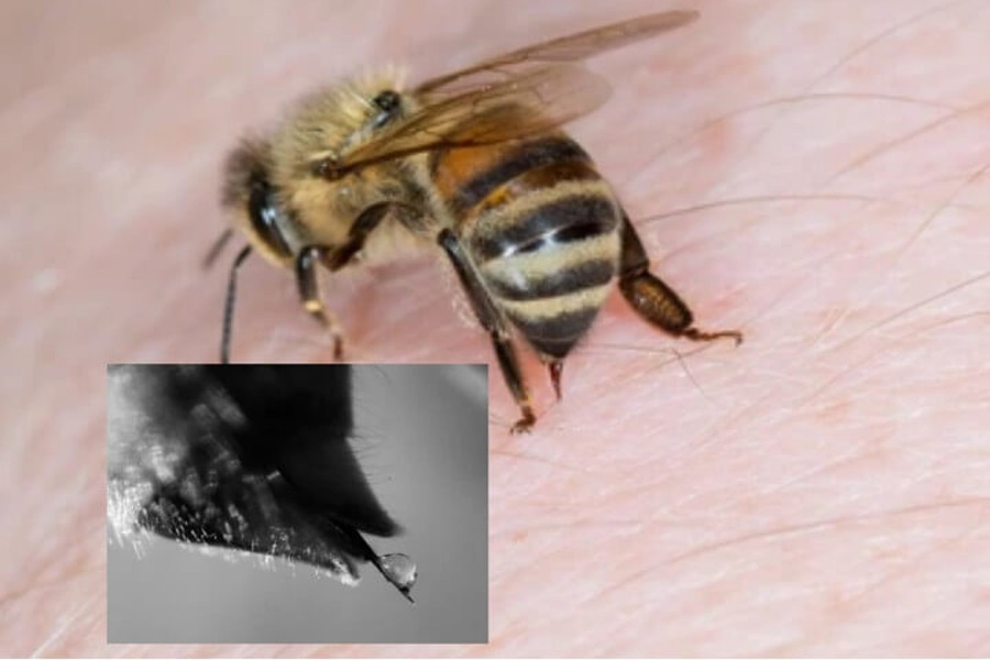 মৌমাছির বিষে এক ঘণ্টায় ধ্বংস স্তন ক্যানসার কোষ