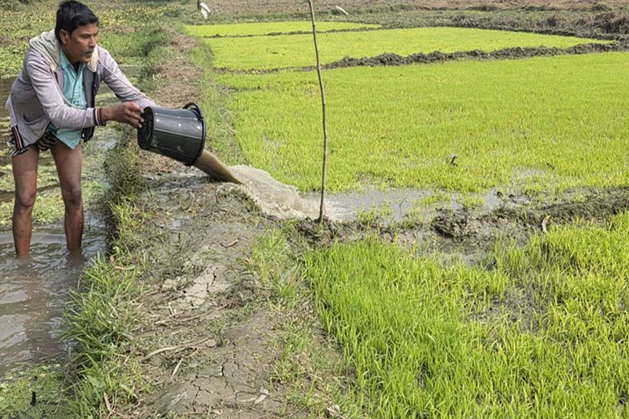 রাজশাহীতে কুয়াশায় বোরো বীজতলা নিয়ে শঙ্কায় কৃষক