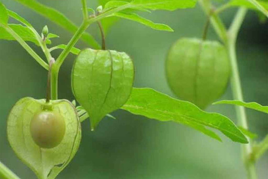 প্রকৃতির এক অমূল্য ভেষজ রত্ন: বন টমেটো