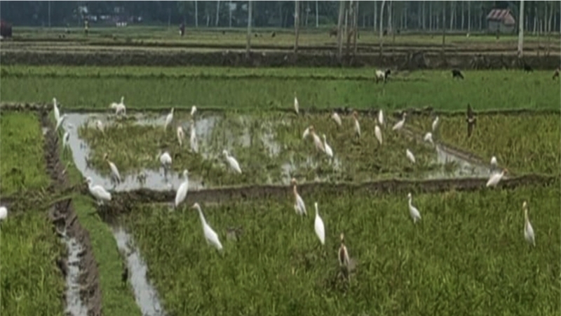 সাদুল্লাপুরে কৃষি জমিতে বকের ঝাঁক, পথচারীরা মুগ্ধ