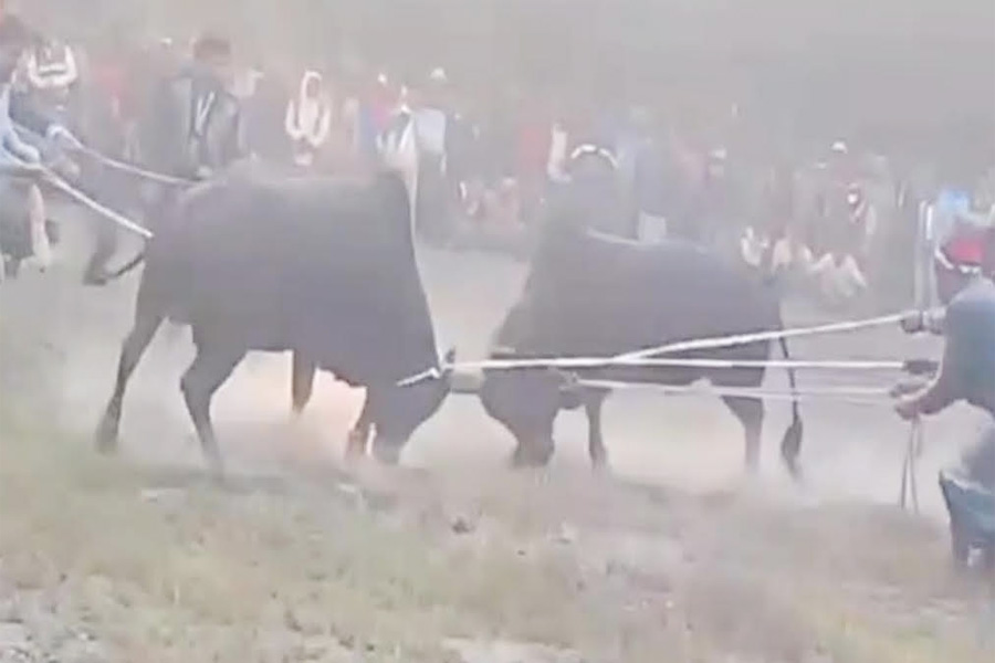 কেন্দুয়ায় ষাঁড়ের লড়াইয়ের নামে জুয়া, এমপির হুঁশিয়ারি