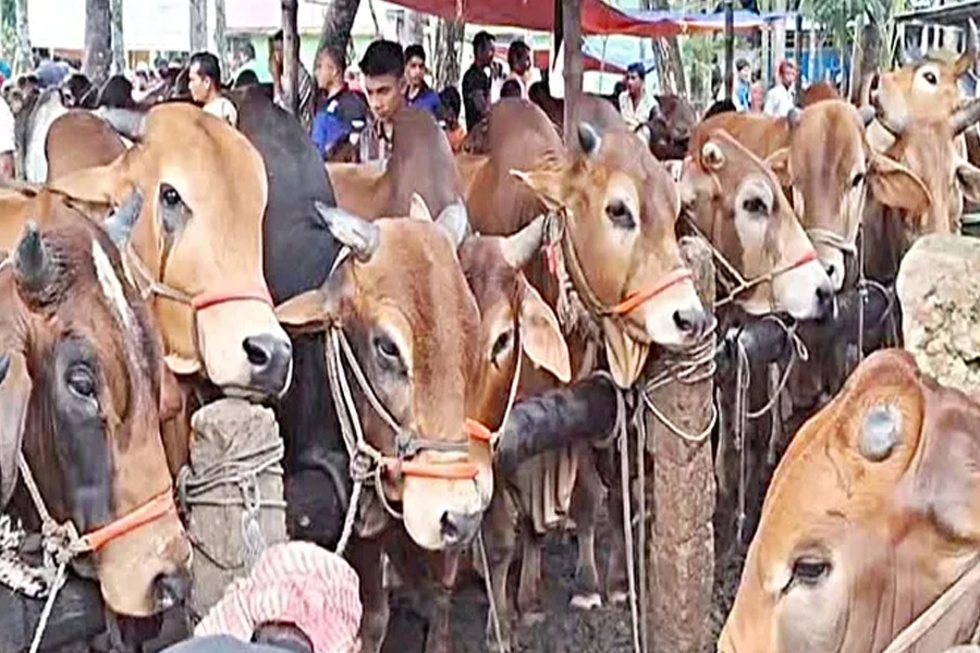 রাজধানীর হাটে বাড়ছে কোরবানির পশু