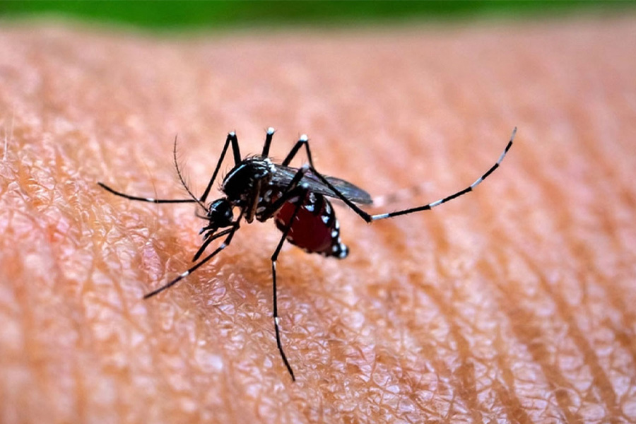 ডেঙ্গুতে মৃত্যু ৪শ’ ছাড়াল, হাসপাতালে ভর্তি ৯৮ হাজারের বেশি