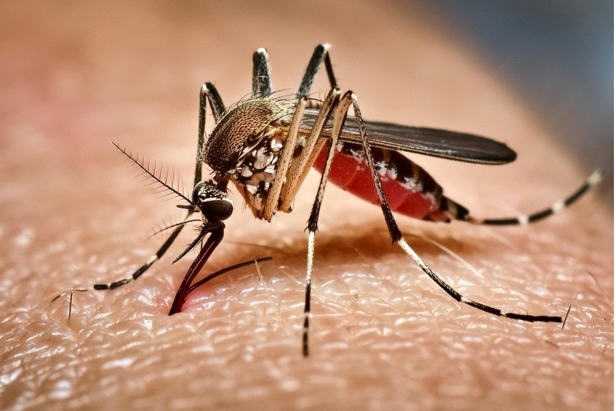 ডেঙ্গুতে ২৪ ঘণ্টায় ৪ মৃত্যু, ভর্তি ১,০৪১ রোগী