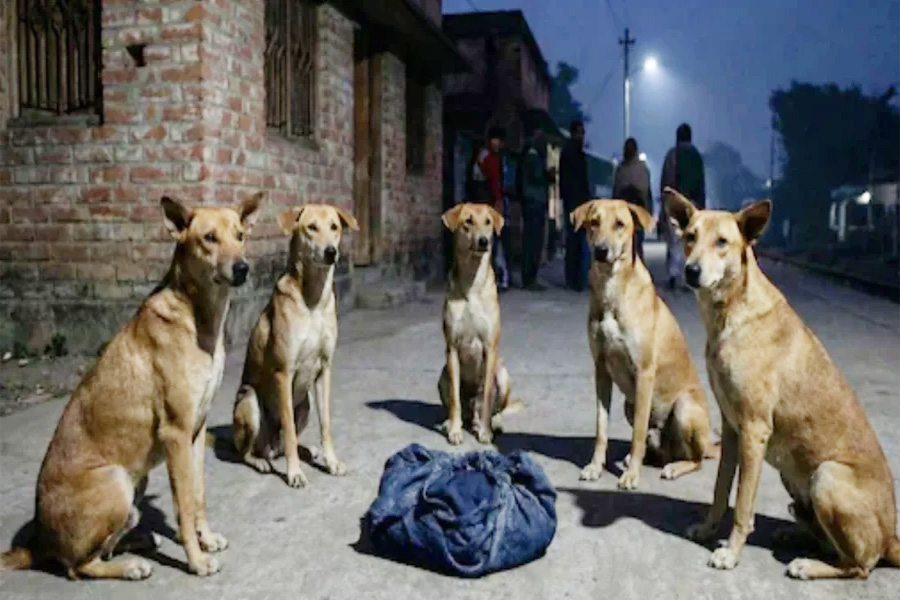 রাস্তায় ফেলে যাওয়া নবজাতককে পাহারা দিল বেওয়ারিশ কুকুর
