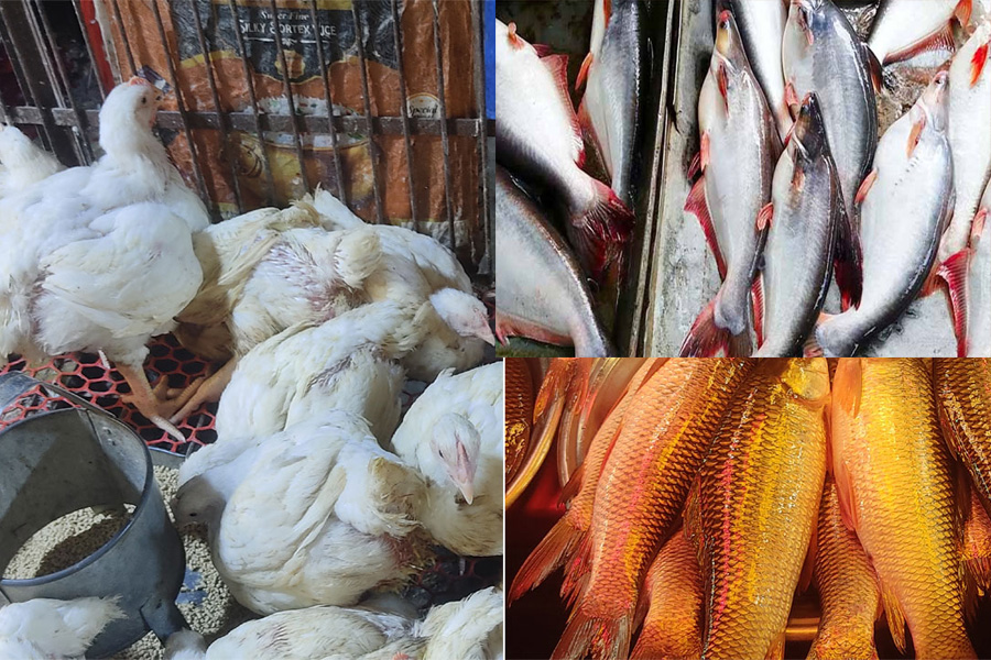 ব্রয়লারের কেজি ১৭০, পাঙাশ ১৮০