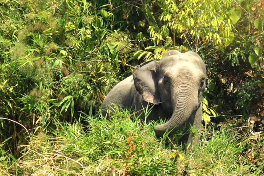 কাপ্তাইয়ে বন্য হাতির আক্রমণে নিহত ১