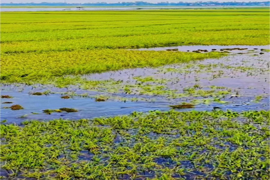 পানির নিচে তলিয়ে যাচ্ছে সোনার ফসল, দিশেহারা কৃষক