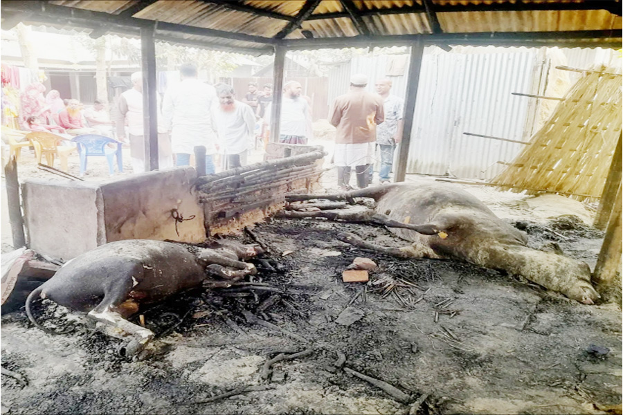 সাঘাটায় শর্ট সার্কিটের আগুনে কৃষকের ৪ লক্ষাধিক টাকার ক্ষতি