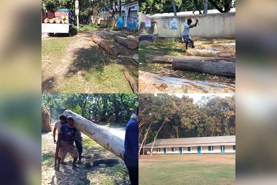 টেন্ডারের চেয়ে ১৬ টি গাছ বেশি কাটার অভিযোগ