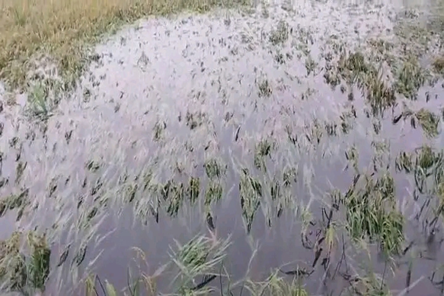 জলাবদ্ধতায় ডুবেছে গৌরীপুরের বোরো ক্ষেত, বিপাকে শতাধিক কৃষক