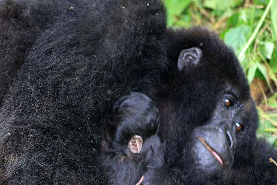 কঙ্গোতে যমজ শাবক জন্ম দিলো বিপন্ন পাহাড়ি গরিলা