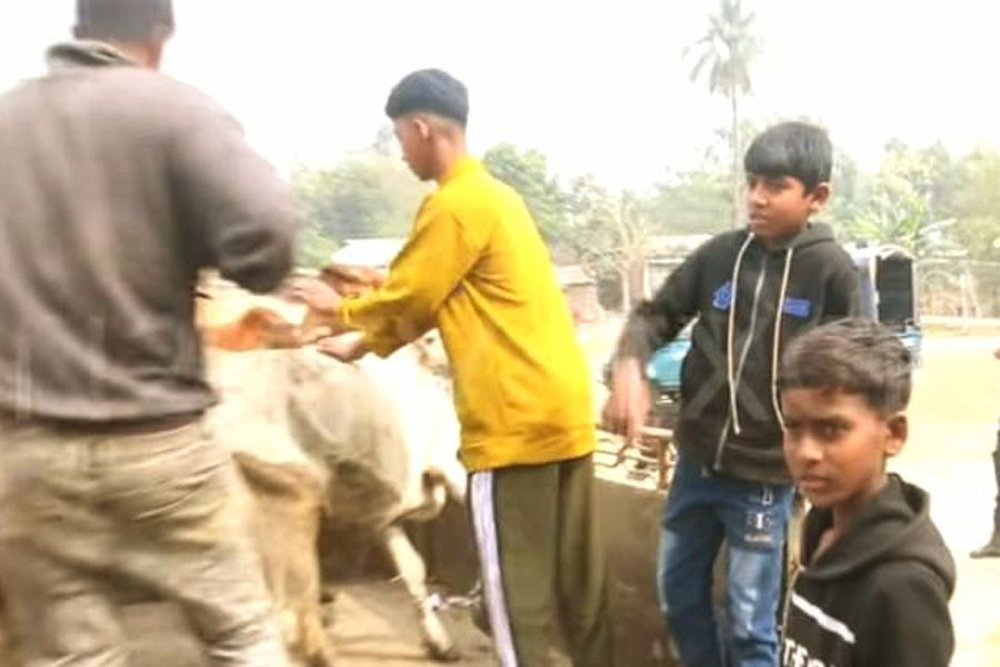 কালিয়ার বড়নাল গ্রাম থেকে চুরি হওয়া গরু উদ্ধার