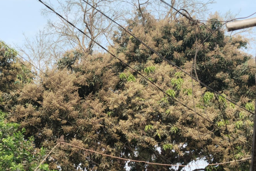 গৌরীপুরে আম গাছে ম-ম ঘ্রাণ, বাম্পার ফলনের আশা